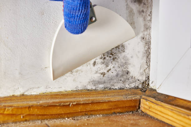 Best Asbestos and Lead Testing During Mold Inspection  in East Lake, FL